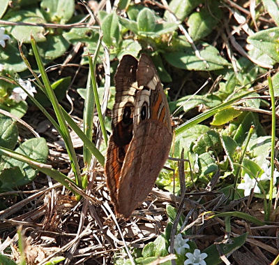 [A side back view of a butterfly on the ground with its wings open a small amount. The sunlight from the side lights the translucent nature of the wings indicating there is white and orange as well as the brown.]